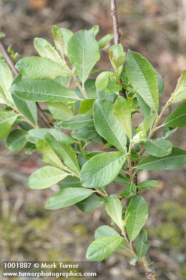 Sitka Willow foliage