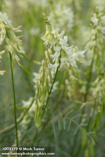 Astragalus filipes