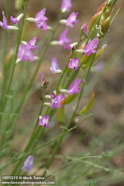 Blue Mountain Milkvetch blossoms & immature seedpods