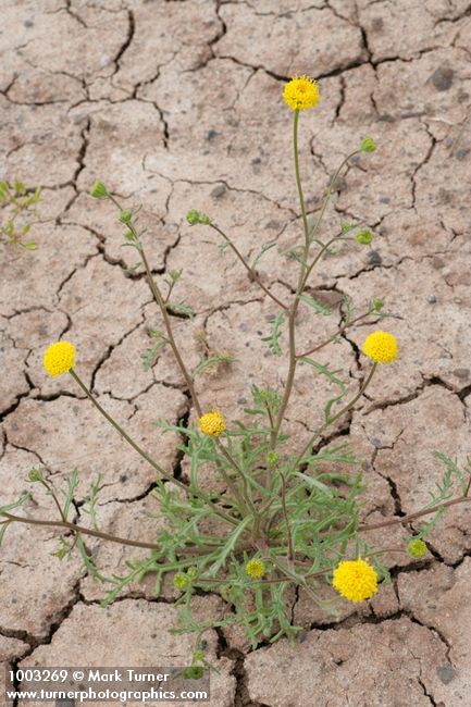 John Day's Pincushion
