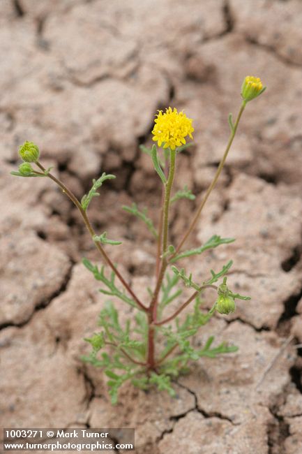John Day's Pincushion