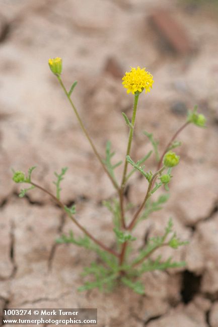 John Day's Pincushion