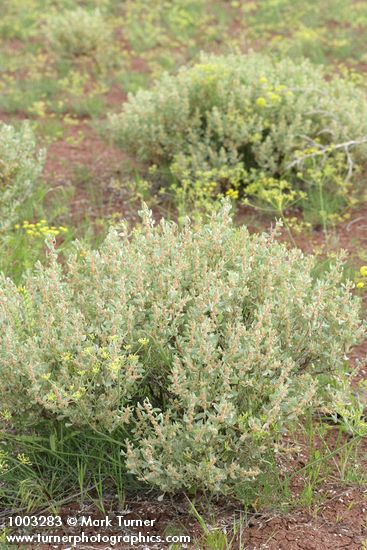 Shadscale (Spiny Saltbush)