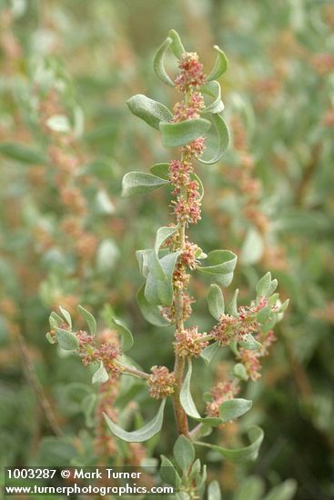 Shadscale (Spiny Saltbush) male blossoms & foliage detail