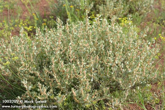 Shadscale (Spiny Saltbush)