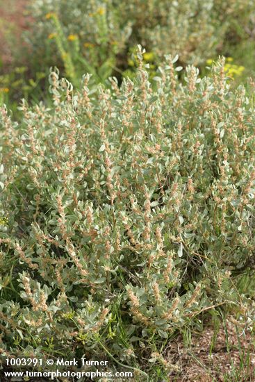Shadscale (Spiny Saltbush)