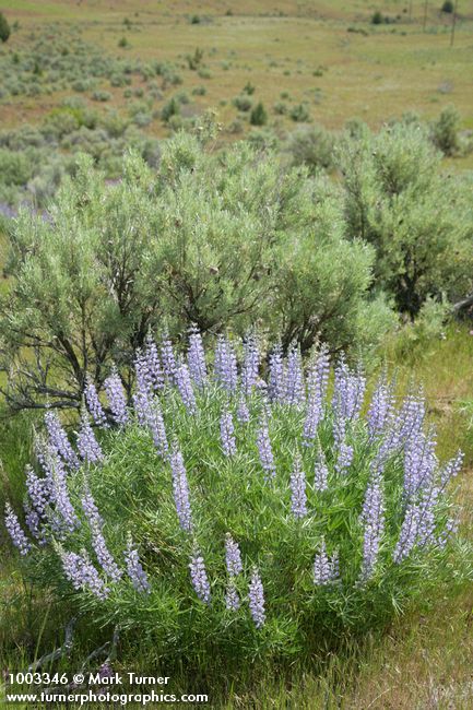 Lupinus caudatus