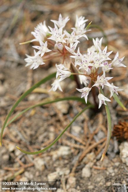 Allium tolmiei