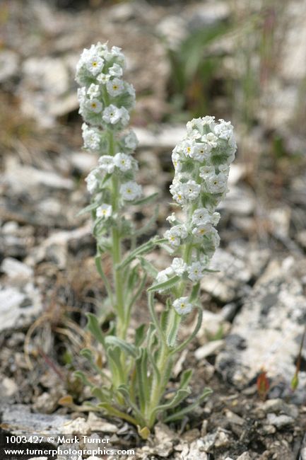 Oreocarya glomerata