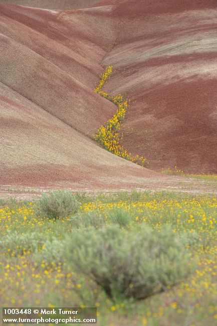 Cleomella platycarpa