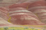 Golden Bee Plant & John Day's Pincushion in folds of Painted Hills