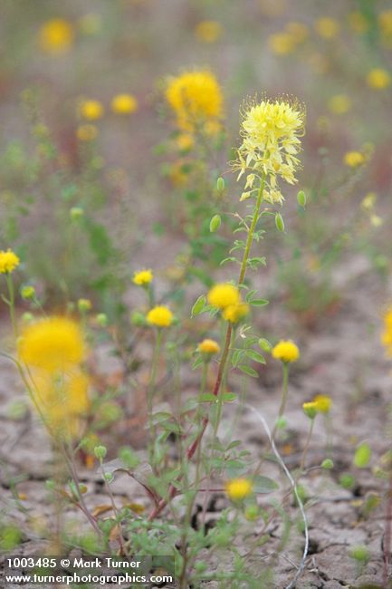 Cleomella platycarpa