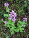 Rosy Plectitis