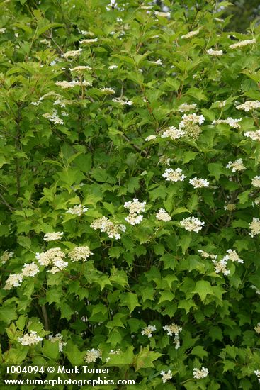 European Cranberrybush