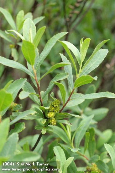 Sweet Gale foliage & immature fruit
