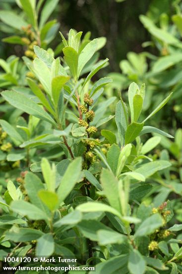 Sweet Gale foliage & immature fruit