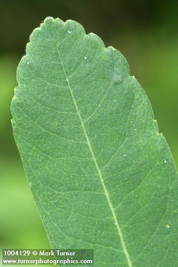 Sweet Gale leaf detail showing yellow glands