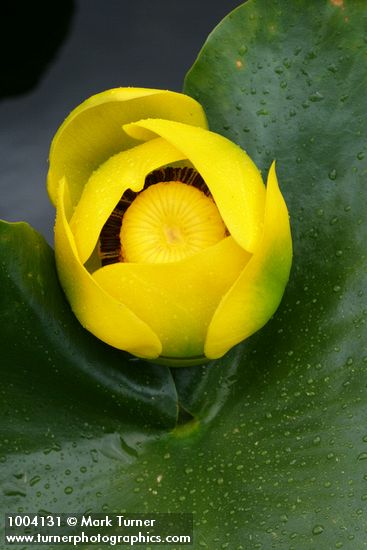 Yellow Pond Lily blossom