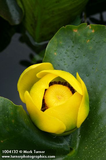 Yellow Pond Lily blossom