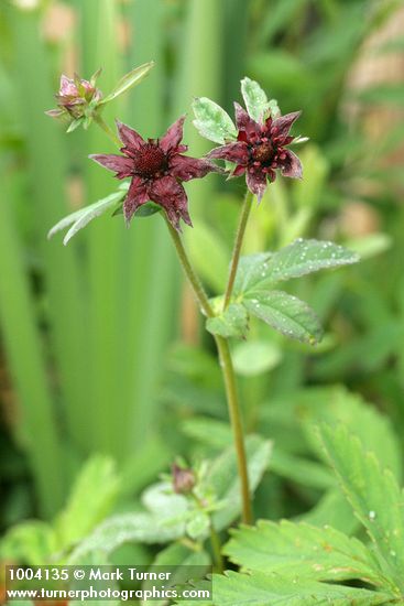 Comarum palustre