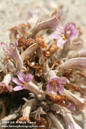 Sand-dune Broomrape blossoms