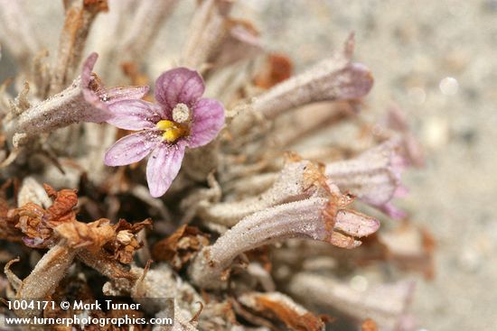 Sand-dune Broomrape blossom