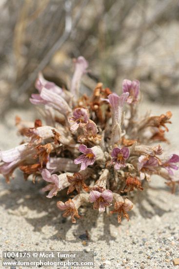 Sand-dune Broomrape