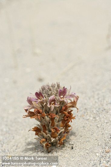 Sand-dune Broomrape