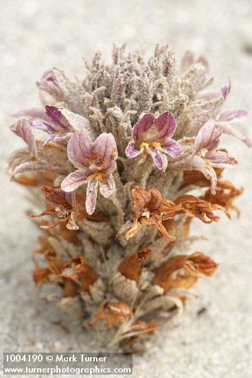 Sand-dune Broomrape