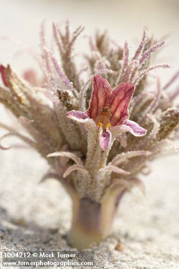 Sand-dune Broomrape