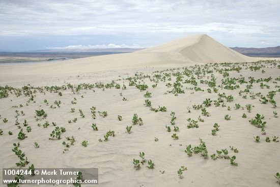 Winged Dock on sand dune