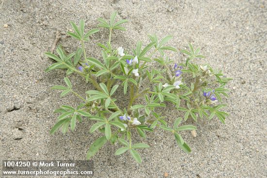 Rusty Lupine