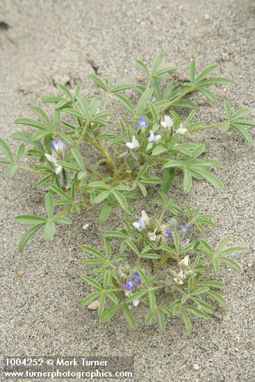 Rusty Lupine