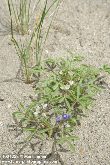 Rusty Lupine