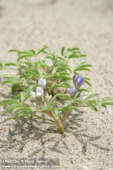 Rusty Lupine