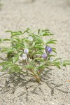 Rusty Lupine