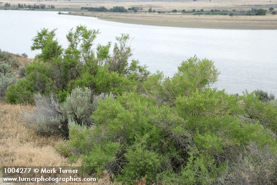 Greasewood w/ Hanford Reach of Columbia River bkgnd