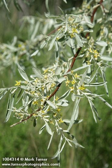 Russian Olive blossoms & foliage