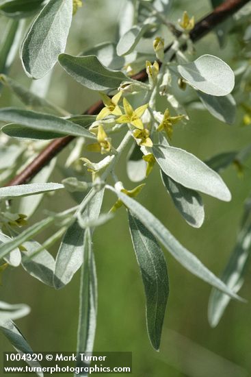 Russian Olive blossoms & foliage