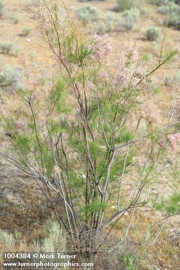 Smallflower Tamarisk