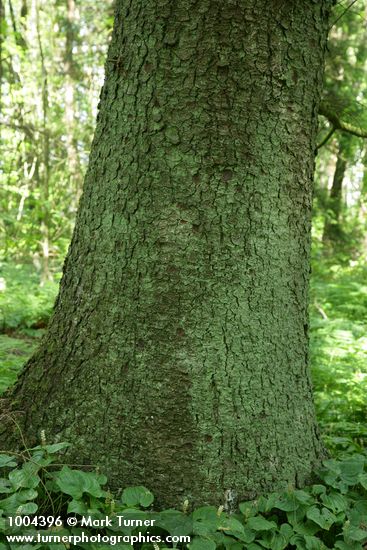 Sitka Spruce trunk w/ May Lily groundcover