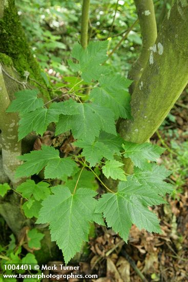 Douglas Maple foliage
