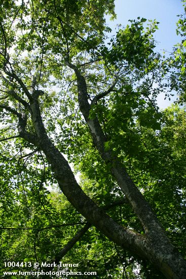 Douglas Maple against sky
