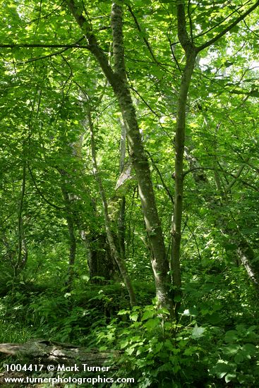 Douglas Maple