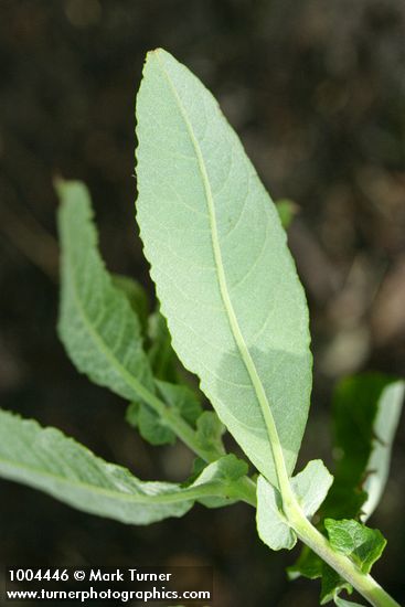 Sitka Willow foliage reverse & stipules detail