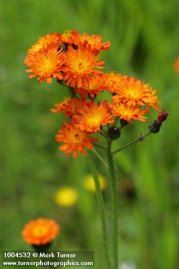 Hieracium aurantiacum