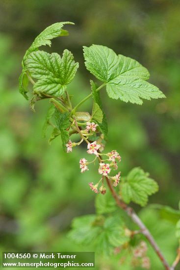 Ribes acerifolium