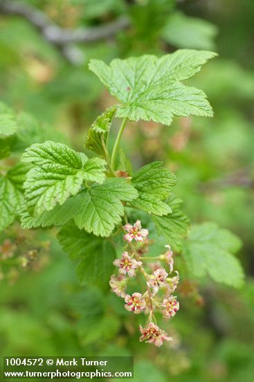 Ribes acerifolium