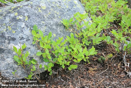 Dwarf Blueberries by lichen-covered boulder