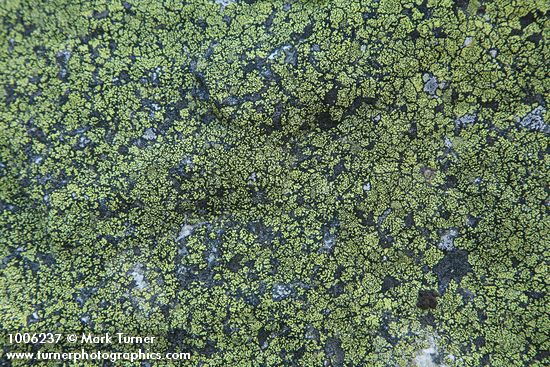 Crustose lichens on rock